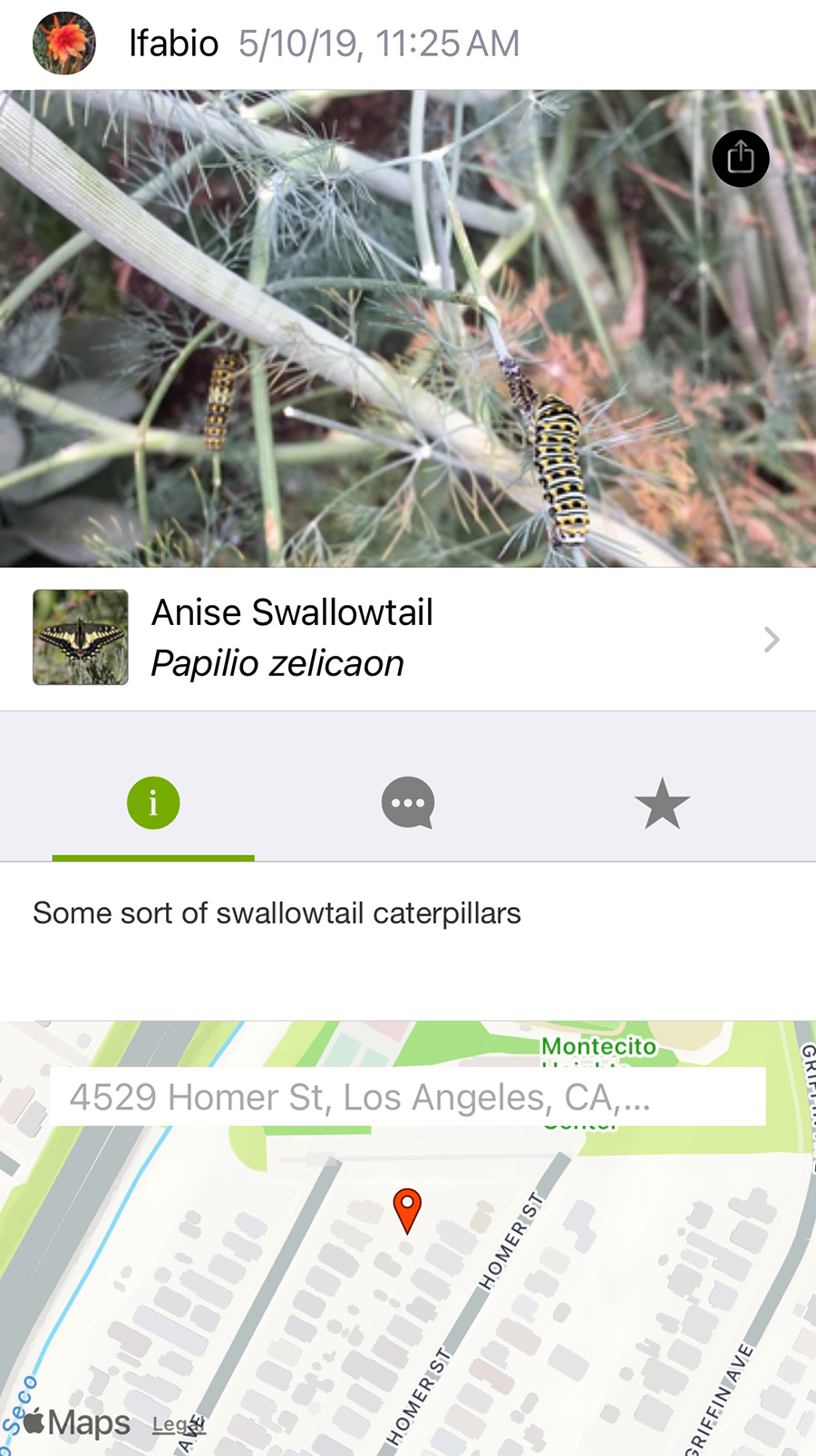 Anise swallowtail