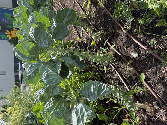Photo by Kim Diaz: Chicago BUILD urban garden