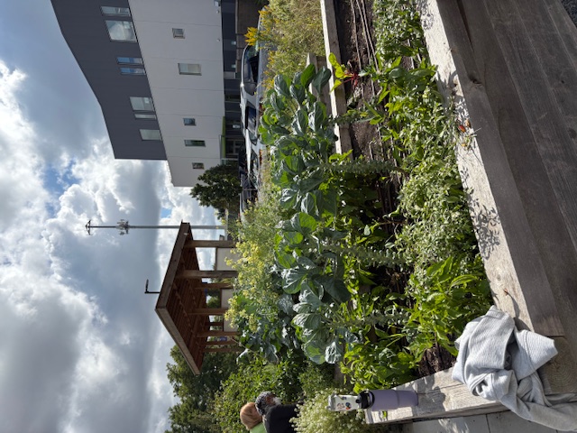 Photo by Kim Diaz: Chicago BUILD urban garden