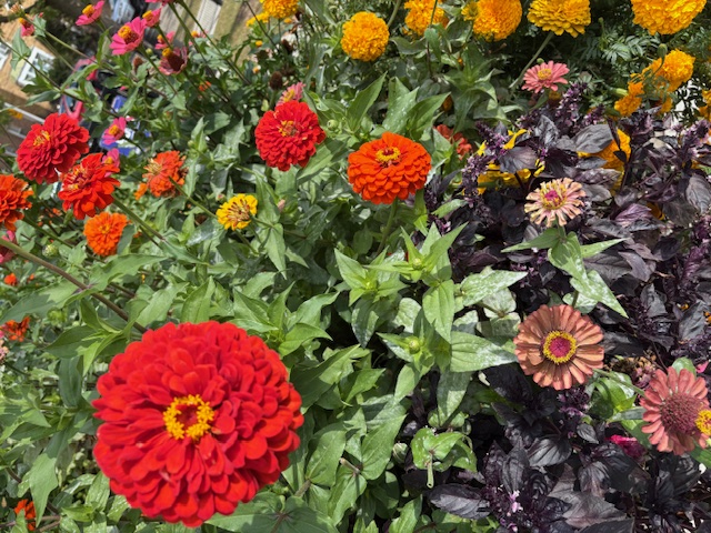 Photo by Kim Diaz: Chicago BUILD urban garden