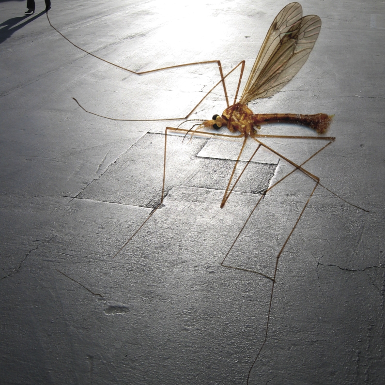 Albert Vass, insect scan over asphalt parking lot