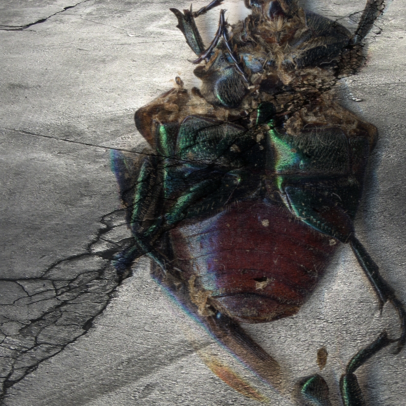 Albert Vass, insect scan over asphalt parking lot