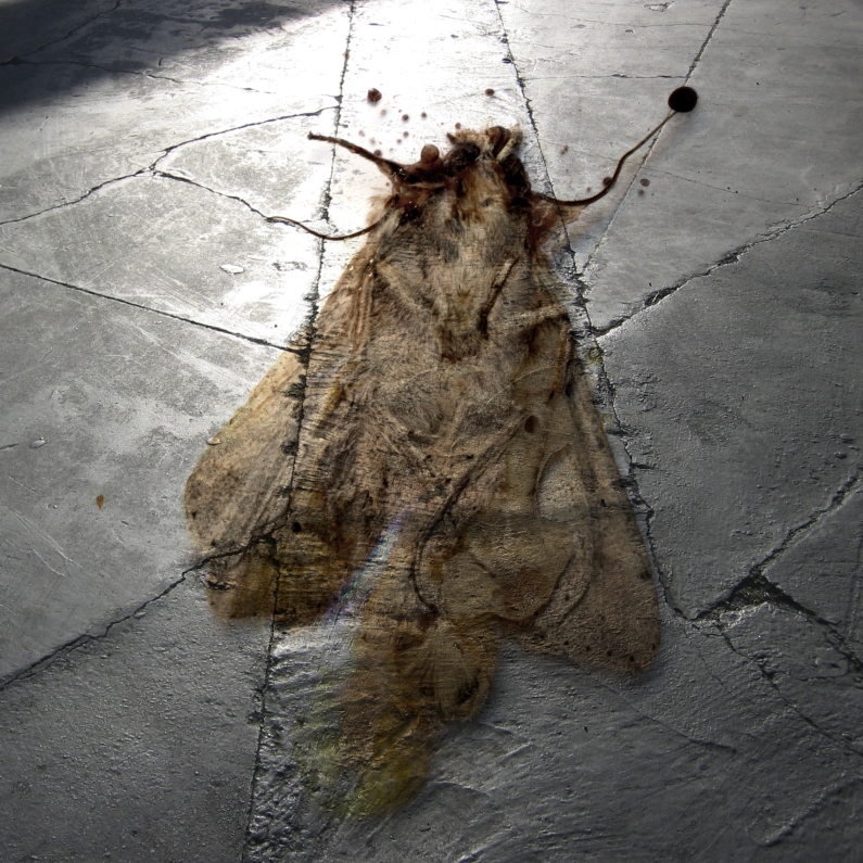 Albert Vass, insect scan over asphalt parking lot