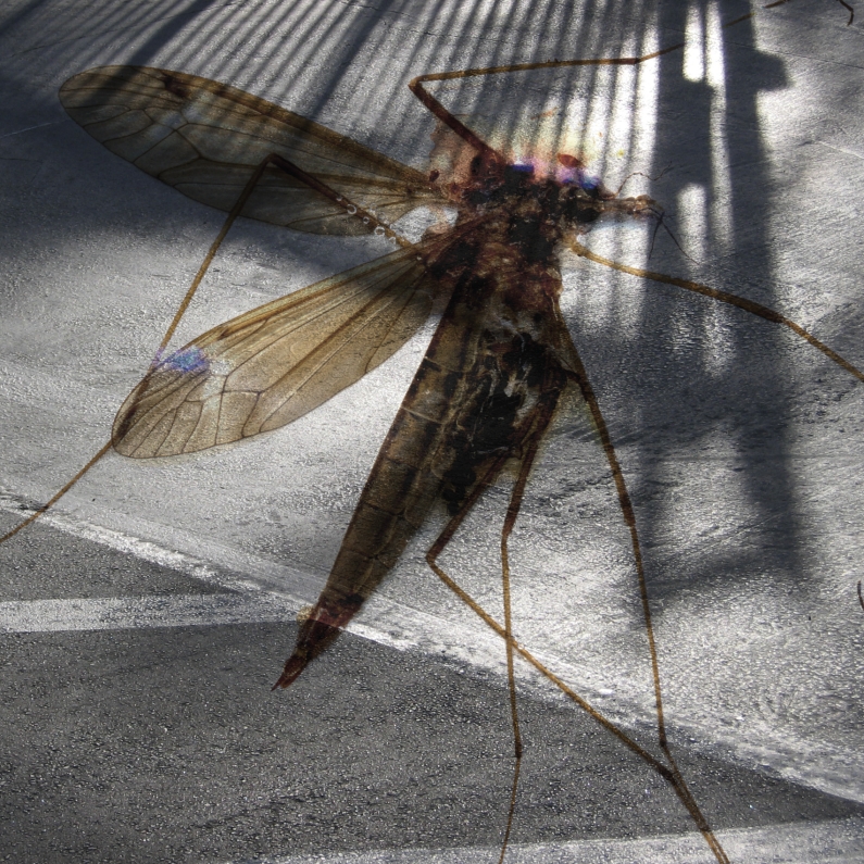 Albert Vass, insect scan over asphalt parking lot