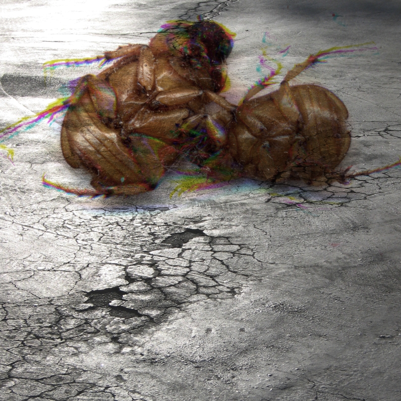 Albert Vass, insect scan over asphalt parking lot