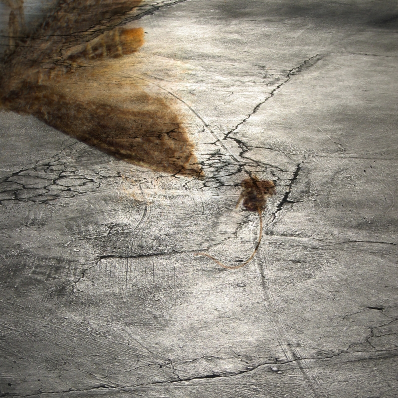 Albert Vass, insect scan over asphalt parking lot