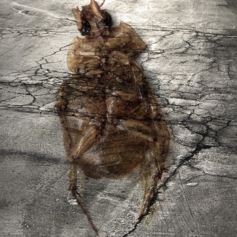 Albert Vass, insect scan over asphalt parking lot