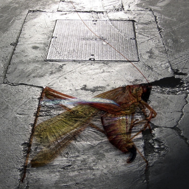 Albert Vass, insect scan over asphalt parking lot