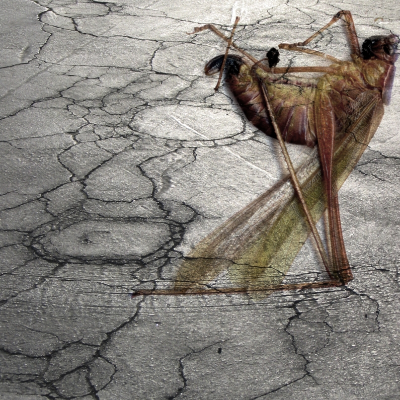 Albert Vass, insect scan over asphalt parking lot