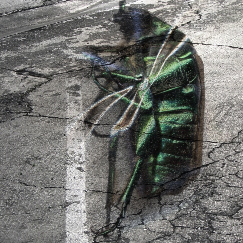 Albert Vass, insect scan over asphalt parking lot