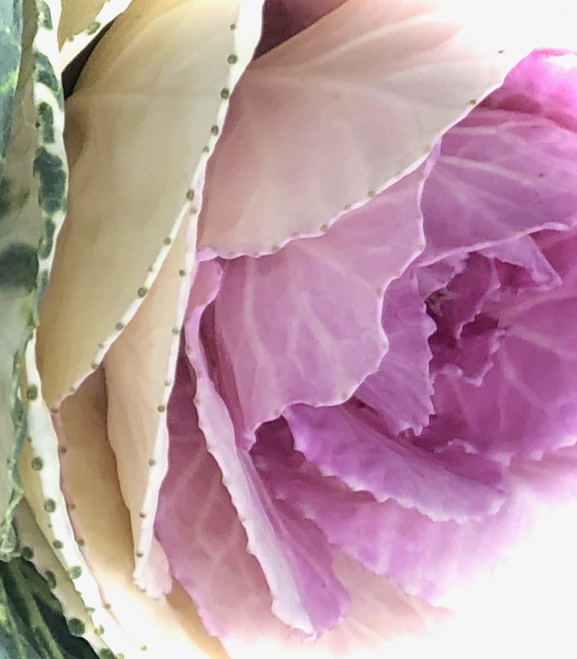 Susannah Papish photo, Open