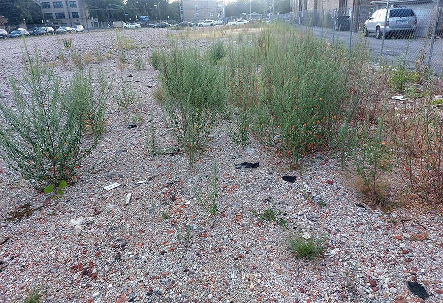 Weeds in former hospital lot