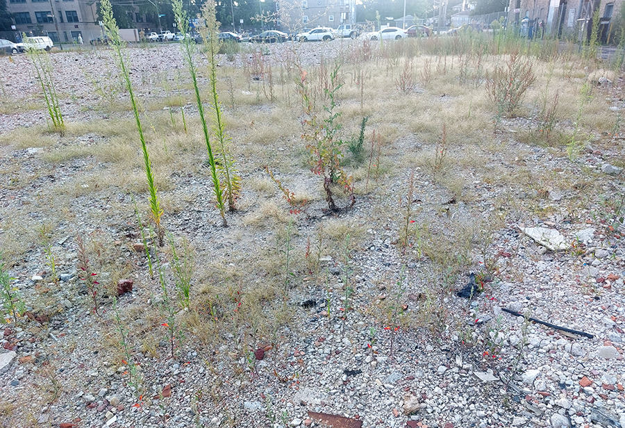 Weeds in former hospital lot