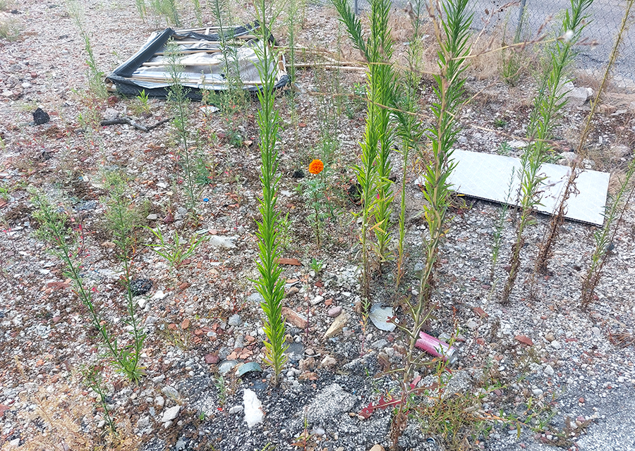 Weeds in former hospital lot