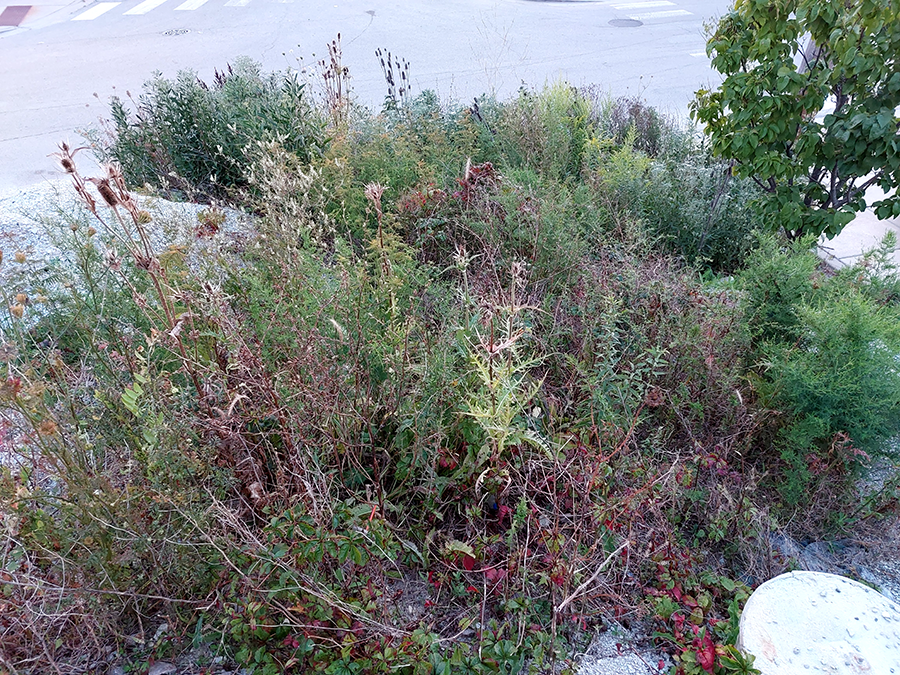 Growths alongside Grayland Station tracks