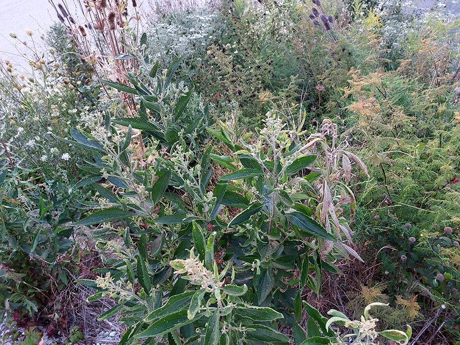 Growths alongside Grayland Station tracks