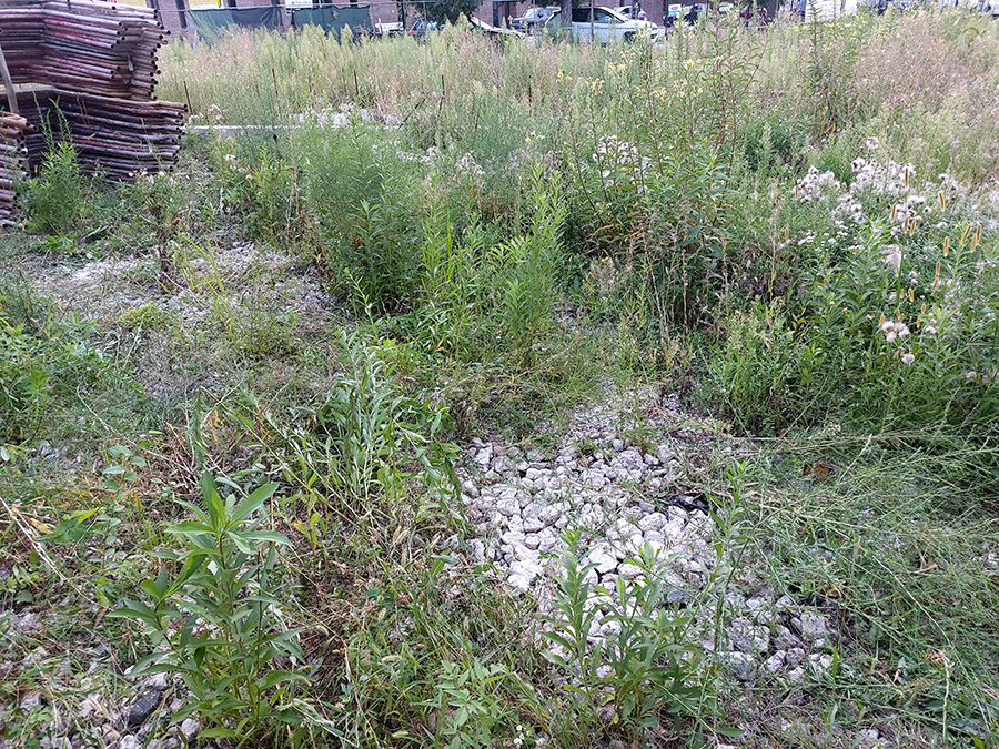 Weeds in lot at Keeler and Milwaukee Ave.