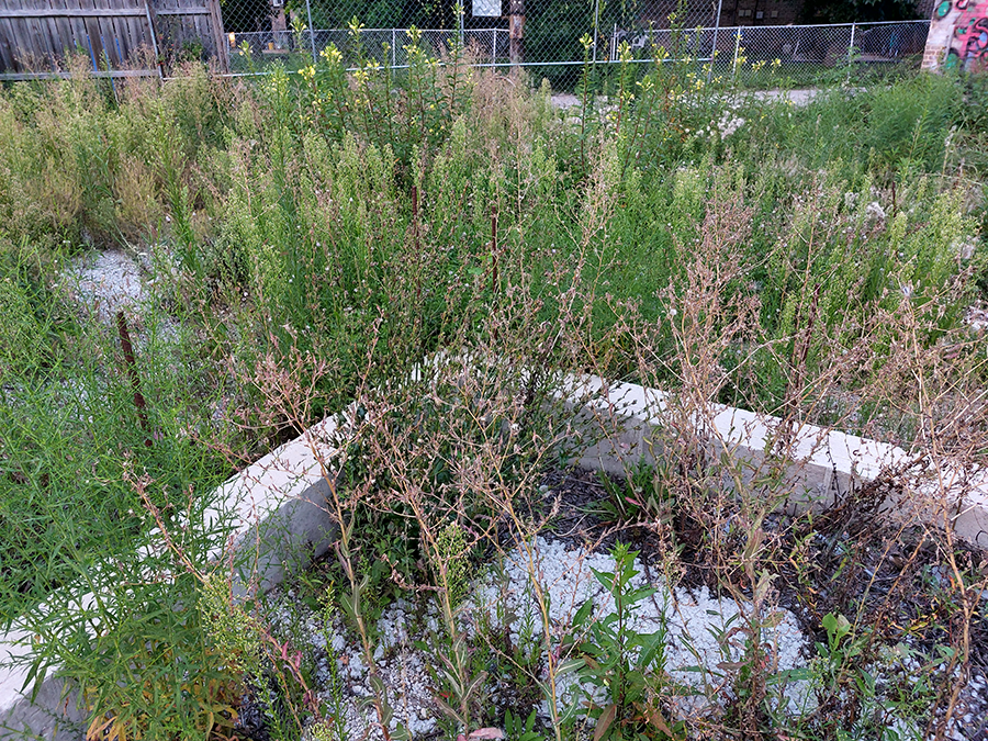 Weeds in lot at Keeler and Milwaukee Ave.