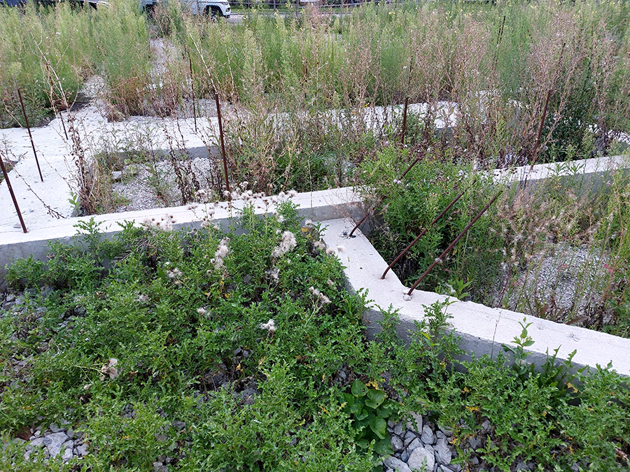 Weeds in lot at Keeler and Milwaukee Ave.