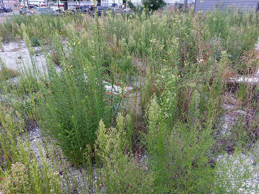 Weeds in lot at Keeler and Milwaukee Ave.