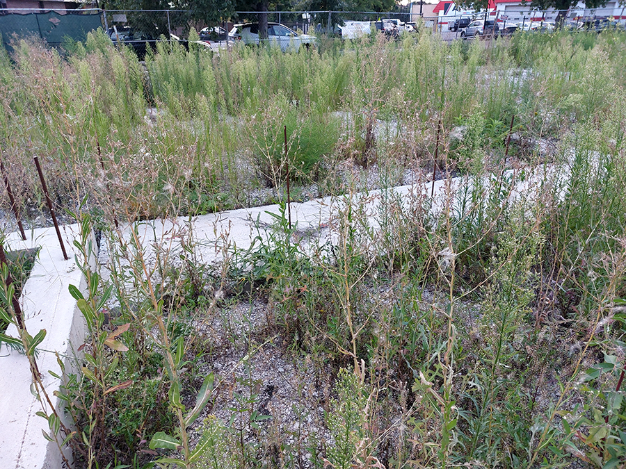 Weeds in lot at Keeler and Milwaukee Ave.