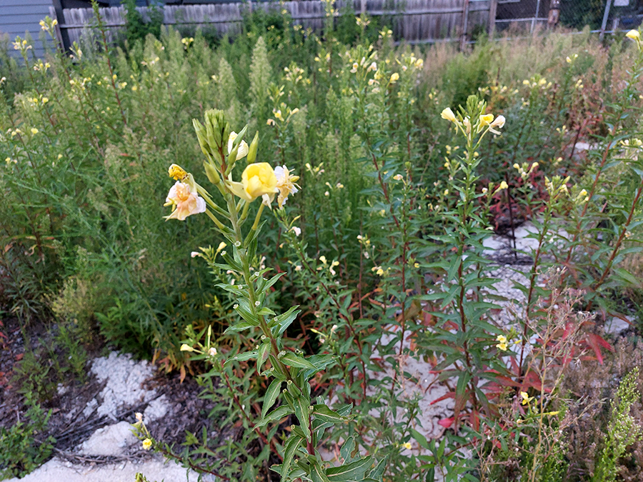 Weeds in lot at Keeler and Milwaukee Ave.