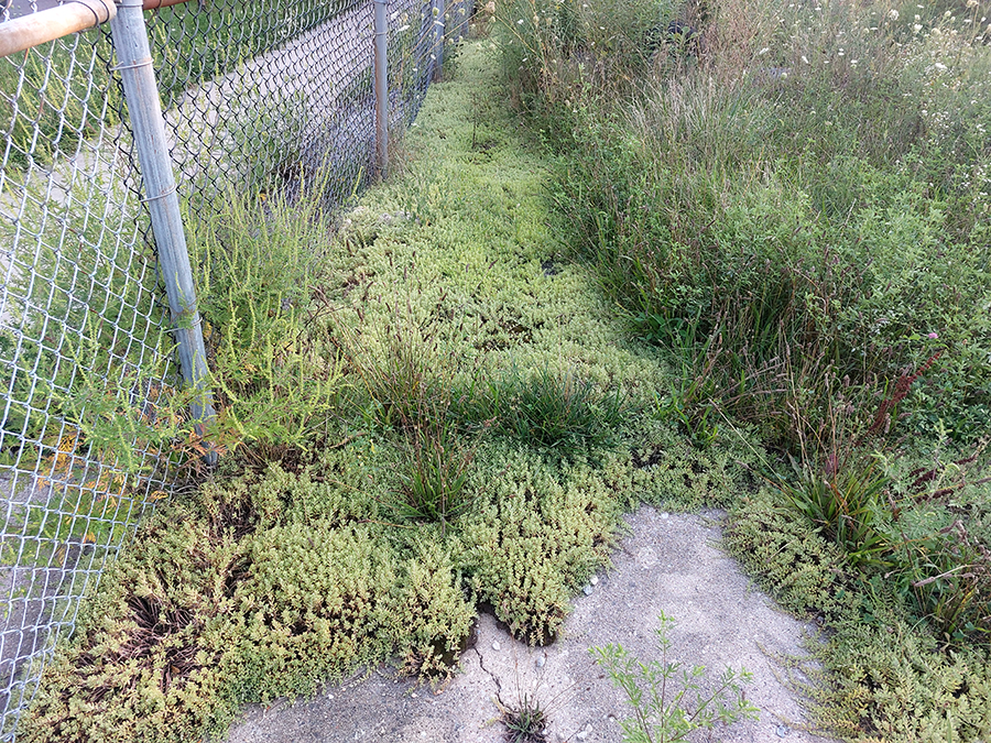 Weeds in lot at Tripp and Milwaukee Ave.
