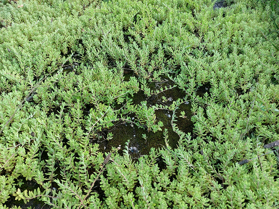 Weeds in lot at Tripp and Milwaukee Ave.