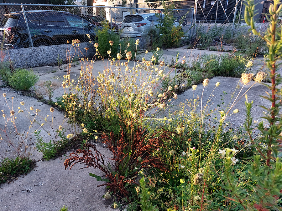 Weeds in lot at Tripp and Milwaukee Ave.