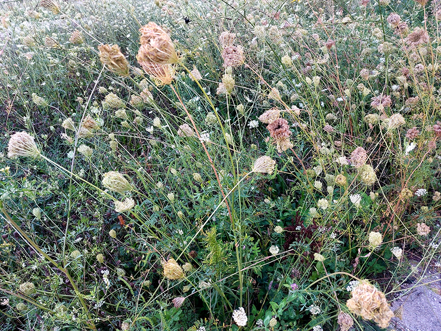 Weeds in lot at Tripp and Milwaukee Ave.