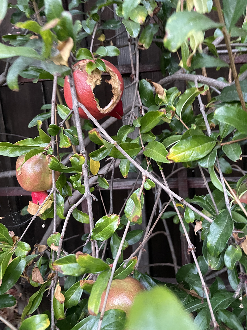 Lucia Fabio photo: garden damage