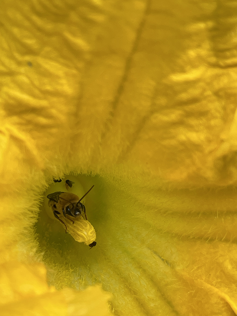 Lucia Fabio photo: bee on stamen