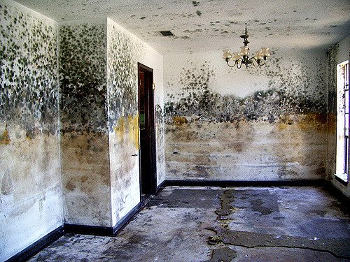 Room damaged by mold from flooding