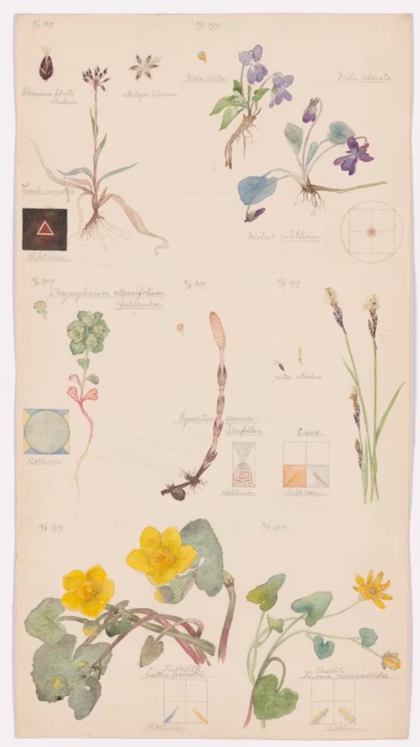 Page from a field guide by Hilma af Klint