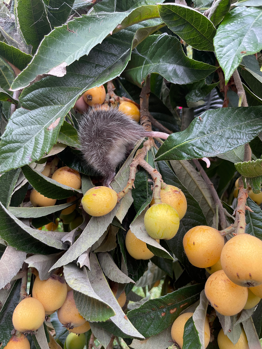 Baby opossum, hind view