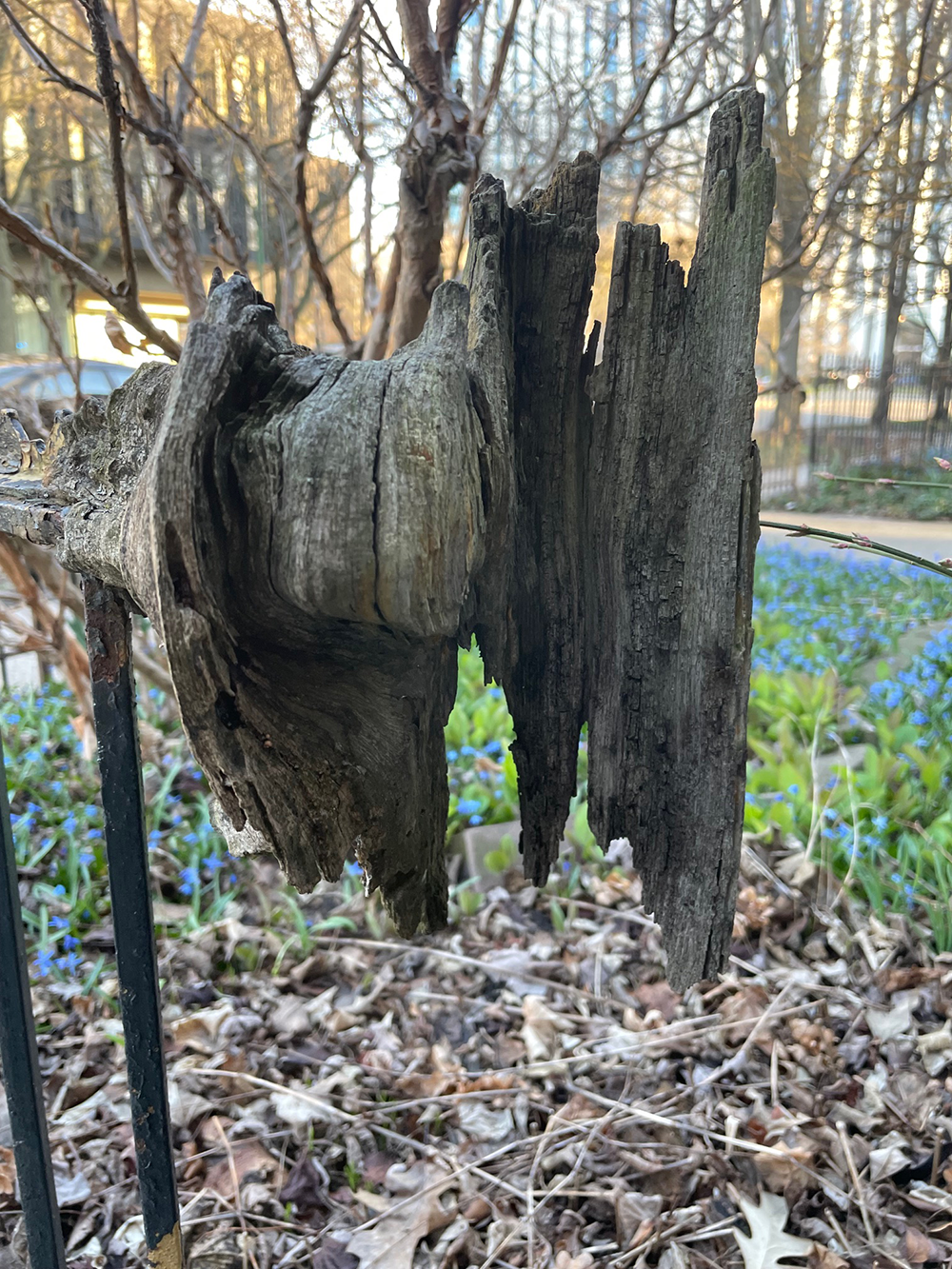 Close-up: a piece of extracted tree attached to a fence