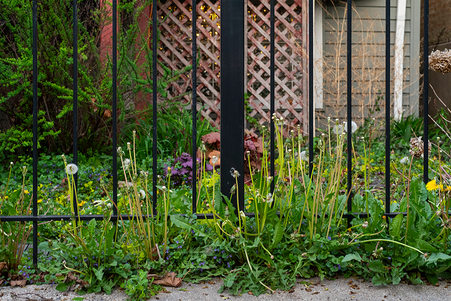 Photo of expended dandelions