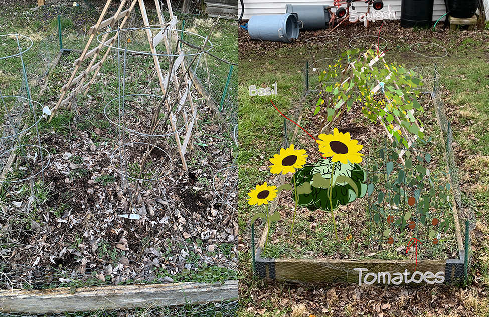 Plantings for basil, sunflowers and tomatoes