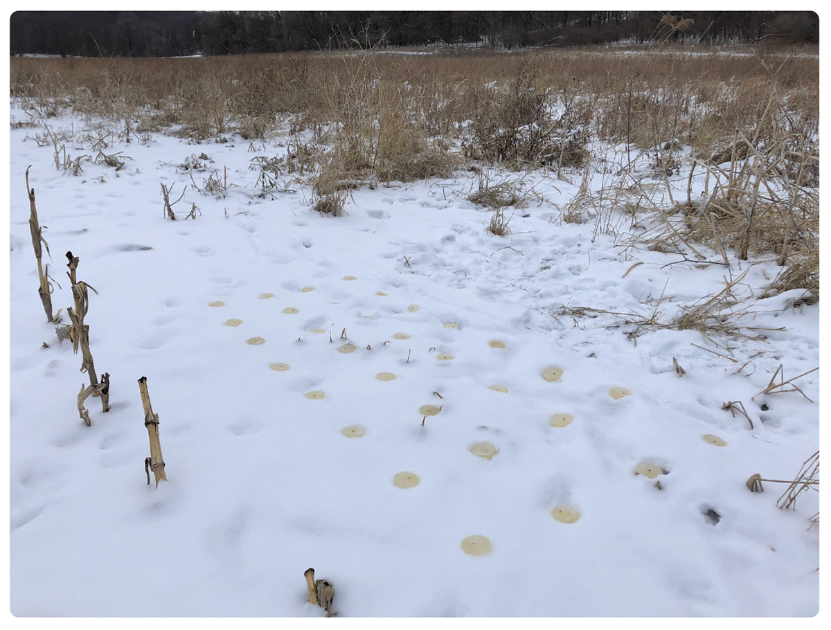 Whitney Johnson-Lessard, 32 Assumptions installation