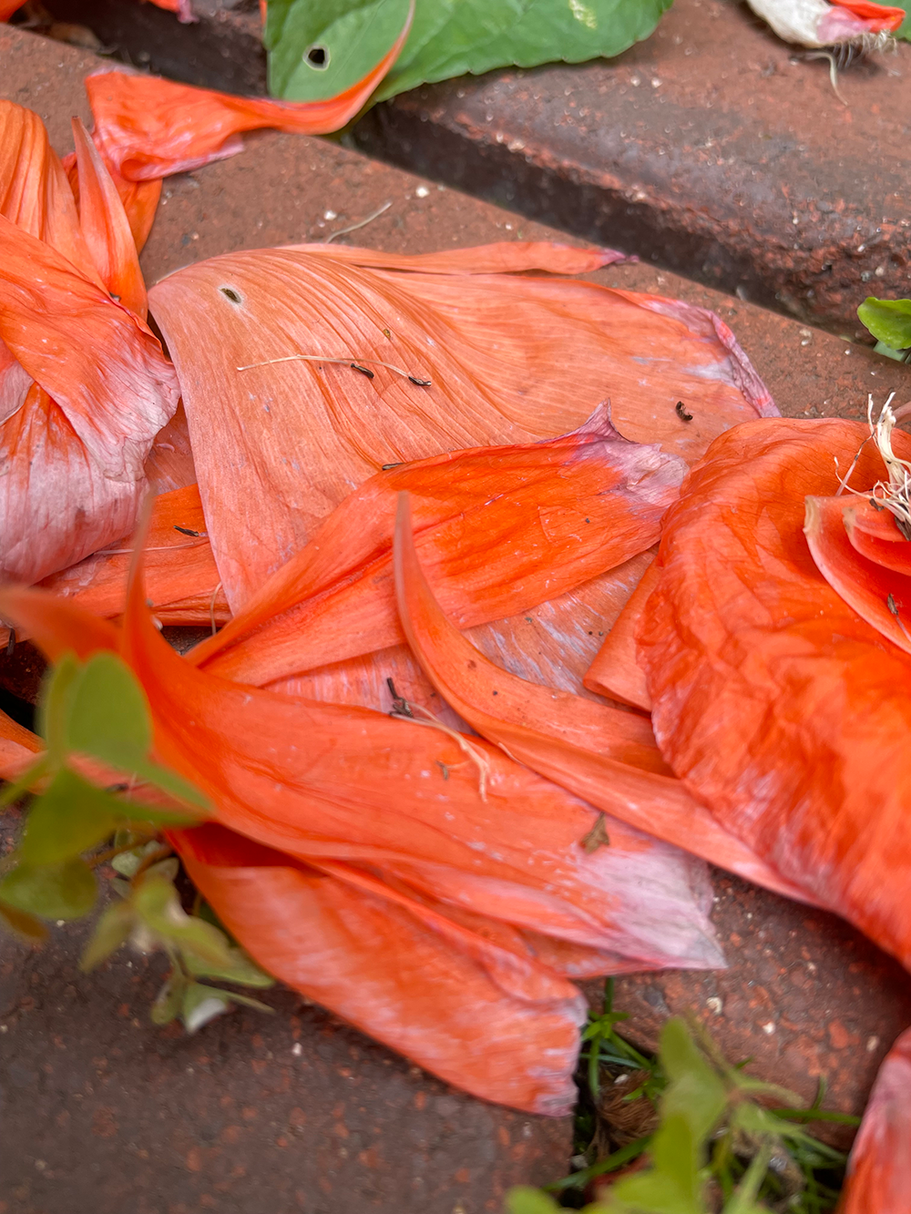 Photo: fallen poppy petals