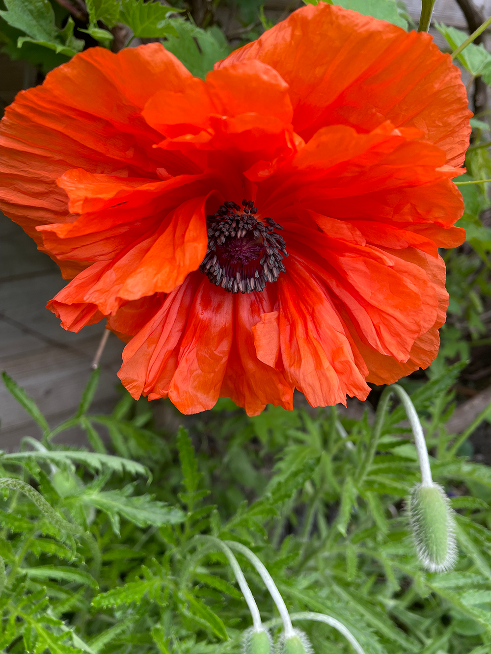 Catie Olson photo: first poppy
