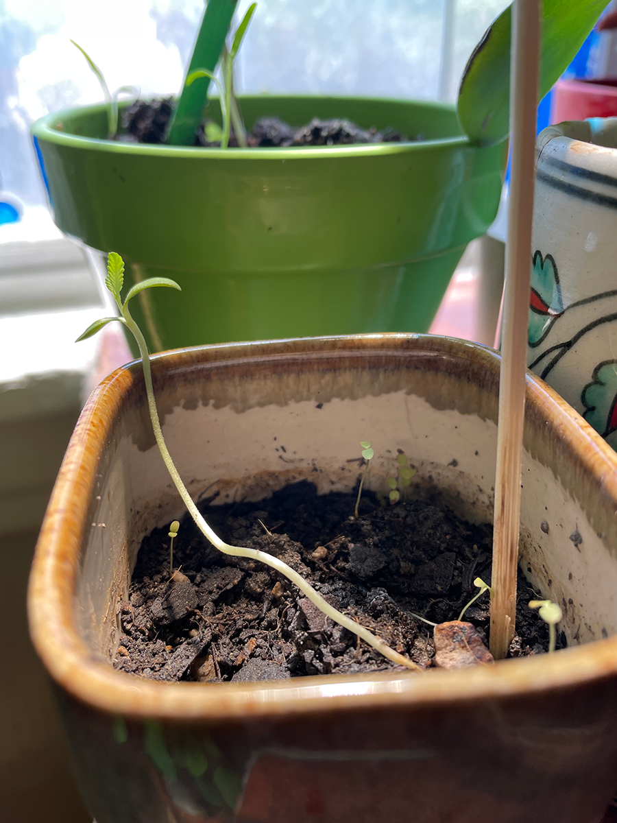 Catie Olson photo: spring growth