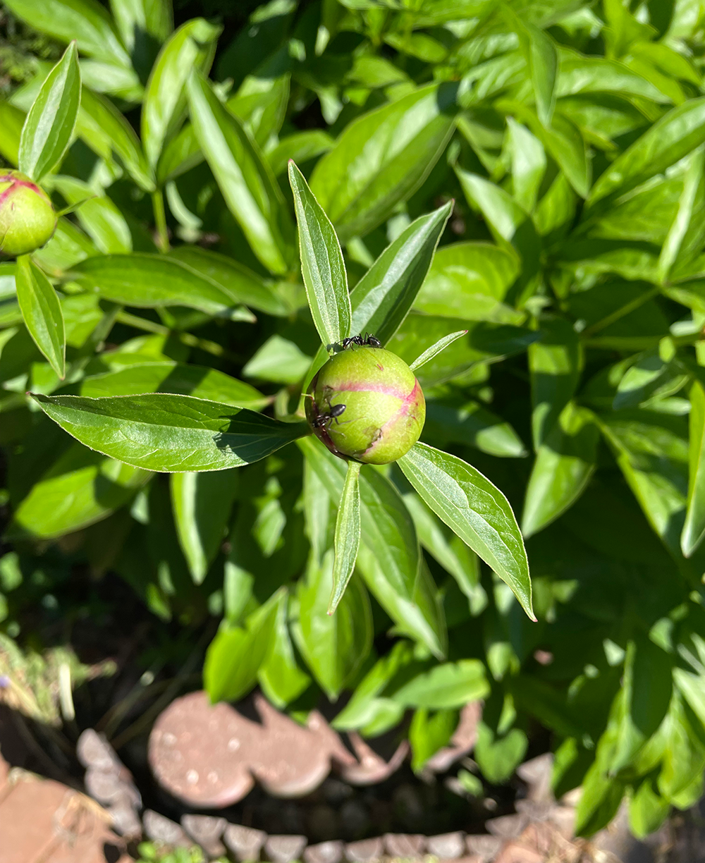 Catie Olson photo: ants on peony buds