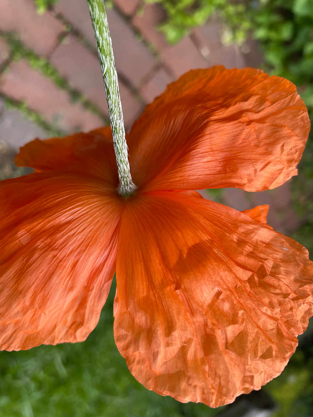 Photo: underside of poppy bloom