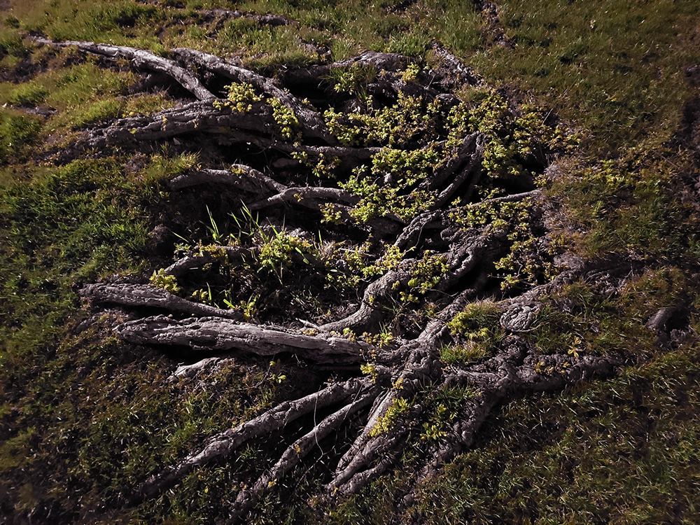 Exposed tree roots