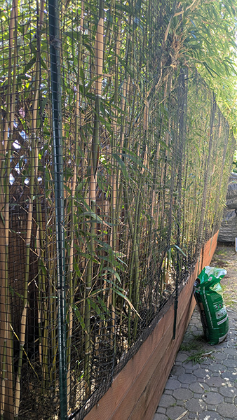 Keith Teleki, photo of bamboo garden
