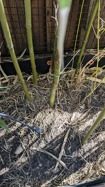Keith Teleki, photo of bamboo garden