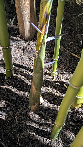 Keith Teleki, photo of bamboo garden