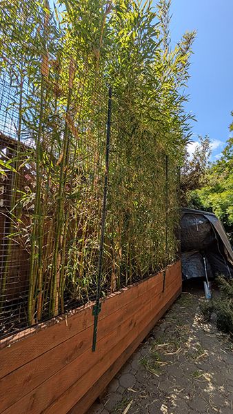Keith Teleki, photo of bamboo garden