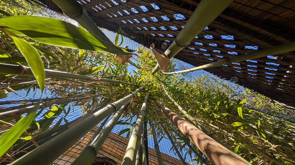 Keith Teleki, photo of bamboo garden